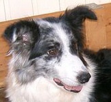 Casey_-_border_collie_00