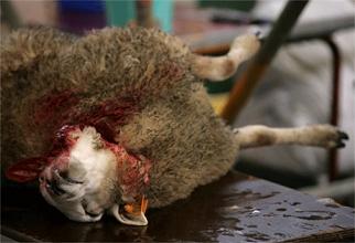 Ritueel_geslacht_schaap