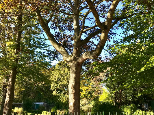 Bomenkap van nispenpark12.jpg