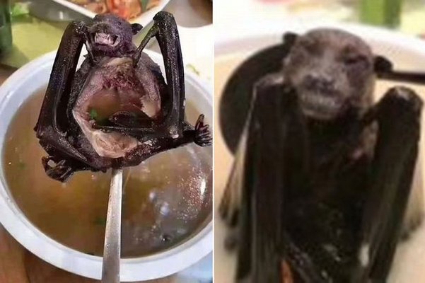 Bats cause corona