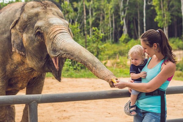 Dierentuin peuter en moeder voeren olifant