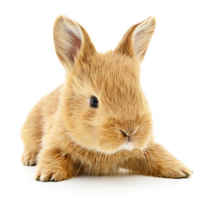 computer rekken gracht Stop de verkoop van konijnen in de detailhandel - Petities.nl