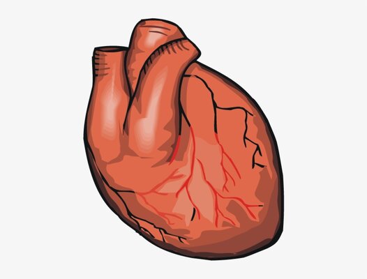 71 716132 heart real heart cartoon transparent