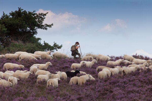 Daphne op paarse heide