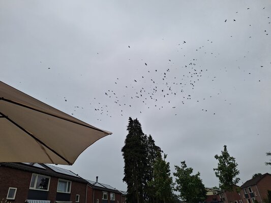 Kraaienoverlast eelde 2
