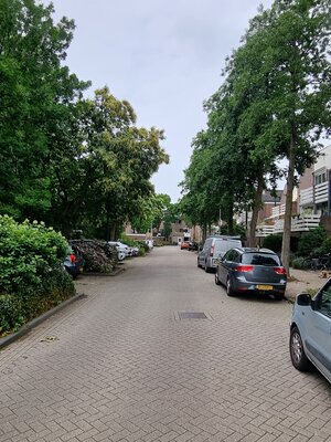 Foto te kappen bomen   tbv petitie