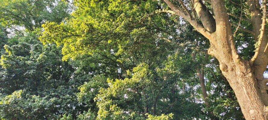 Overamstel oase.kb.sun on diverse trees..early20250826 081134