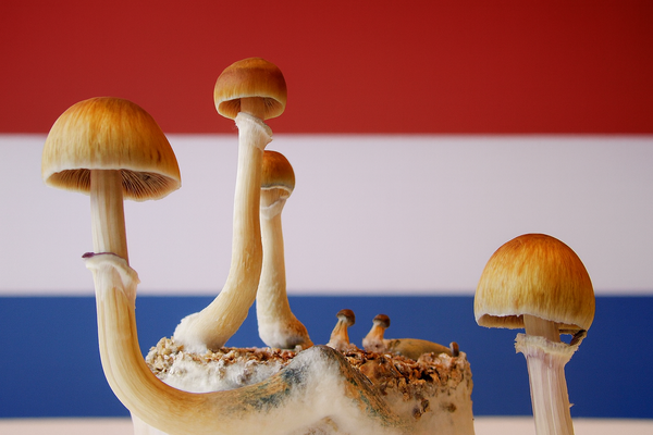 Shrooms
