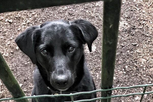 Foto hond