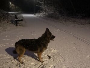 Sta het rondje om het meer met hond het hele jaar toe voor Alphen aan den Rijn