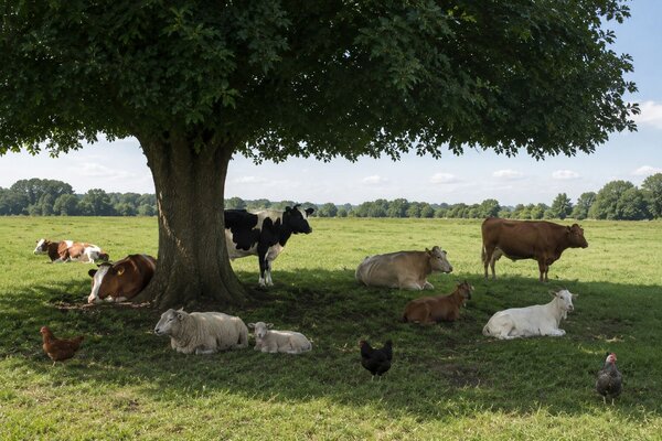 Bescherm dieren door te zorgen voor voldoende schaduw door bomen