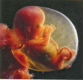 Embryo 4 maanden