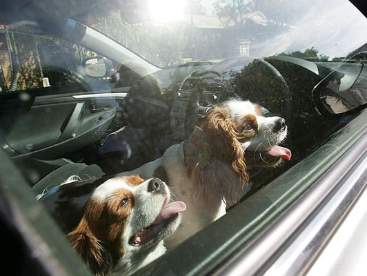 Break car windows rescue dogs heat florida law 3